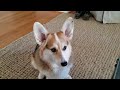 Bodhi the Corgi eats some apple