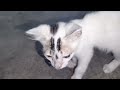 Cat Video|| Cat Lover||Baby Cat Video 😺😺😺😺||Cute cat video 🐈🐈🐈🐈🐈