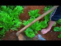 clean up the vegetable garden, plant peanuts, cook and build life  -country life _ hồng_vân