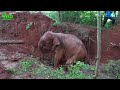 Fallen Elephant Gets Rescued After Being Trapped: A Dedicated Wildlife Team In Action