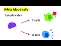 White blood cells | What do white blood cells do?