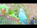 Raw parrot || IndianR ingneck || Blue kiwi parrot🦜❤❤ MASTI Video🎥❤