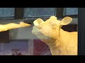 2024 Ohio State Fair butter cow display revealed to honor elite athletes