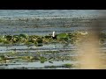 물꿩(Pheasant-tailed Jacana)(HR1F3809)