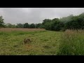 its a bit wet hare (4k)