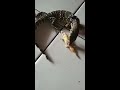 memberi makan anakan biawak varanus salvator (makan cicak)