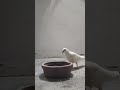 beautiful white pigeons enjoying eating and drinking water