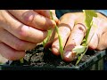 A Tomato Growing Trick That Seems Insane, But Works Like a Charm