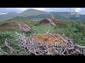 Who's on the wrong nest? Ospreys on Loch Arkaig Nest One: Garry, Affric, and Dorcha!  21 Jul 2024