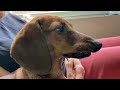 Mini dachshund's cutest features