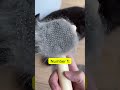 Reasons to get your cat brushed everyday