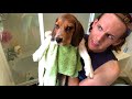 Differences between beagles and basset hounds