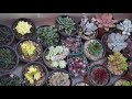 종로꽃시장 2021 봄꽃구경 Jongno Street Flower Market Tour