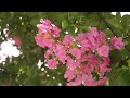 Flowers with relaxing piano music 낙산성곽길 배롱나무꽃 Pink Crape Myrtle  in Seoul