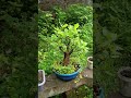 ficus Racemosa shows growth in humidity  #bonsai #bonsaitree  #ficus #ficusracemosa