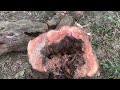 Saw down A 100-year-old large apple tree unexpectedly Hollowed in the trunk the Stihl Saw-Cut MS250