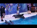 Dolphin Show in Dubai FULL VIDEO | Sea World's Dolphin Show Live