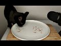 Cat ASMR Eating Shaped Food