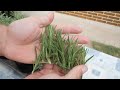 Growing Rosemary from Seed to Harvest - Step by Step