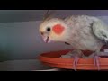 tupperware cockatiel