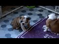 English Bulldog Puppies - 7 weeks old - Axel x Amelia babies