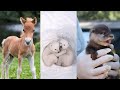 ELIGE UN REGALO 🎁🎁🎁 / Especial ANIMALES / Choose your gift