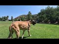 Cash 2.0 Great Dane at the Laguna Beach Dog Park 2023