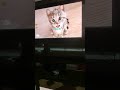 Seu gato também assiste TV?