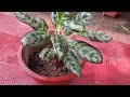 Chinese evergreen,  Silver queen aglaonema, Philippine-Evergreen, Poison Dart Plant, #garden