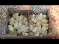 Baby chicks arrive