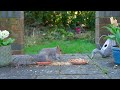 Cat TV for Cats to Watch 😸 Squirrel Party on the Patio 🕊️ Bird Videos for Cats (4K HDR)