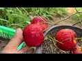 Techniques: for growing apple trees from apples using Fanta to get fruit in 94 days fast