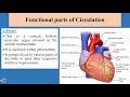 Circulatory System Anatomy And Physiology In Hindi || Circulation Of Blood Through The Heart In Urdu