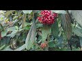 Botanical Gardens' Climatron | St Louis #film #cinematic #stlouis