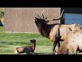 Elk Go To School in Gardiner, Montana
