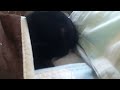 Cute black cat sleeping