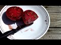 Cherokee Purple Heirloom Tomatoes From Seed to Taste Test.