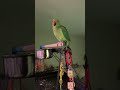 How To Teach Your Parrot To Wave And Spin! Tips For Success!