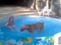 Pitbull boxer OCD Splashing in kids pool