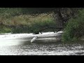 Little Egret fishing