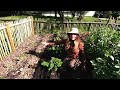 Vegetable Garden Paradise 🍅 Full Tour!