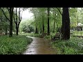 The cozy sound of rain for sleep and relaxation | Lack of sleep, recharge your mind. Rain sound ASMR