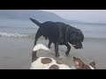 Labrador Retriver & Jack Russell Terrier #shorts #bestfriend #beachdog #smalldogbigdog