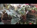 Begonia tour in the greenhouse, part two.