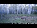 Deer videos 2019