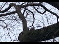 Funny Squirrel Carrying A Tray Of Guacamole & Assorted Dips Up A Tree