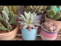 SUCCULENT CARE TIPS | HOW TO STIMULATE ROOT GROWTH IN SUCCULENTS