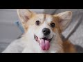 Healing Music with dogs / 강아지를 보며 편안한 음악 감상 / 힐링음악