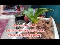 PROSES MENGECILKAN DAUN KELAPA 🌴🌴 MENJADI TETAP KECIL⁉️