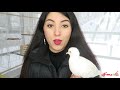 Keeping Pet Doves | Doves as Pets | Pet Care